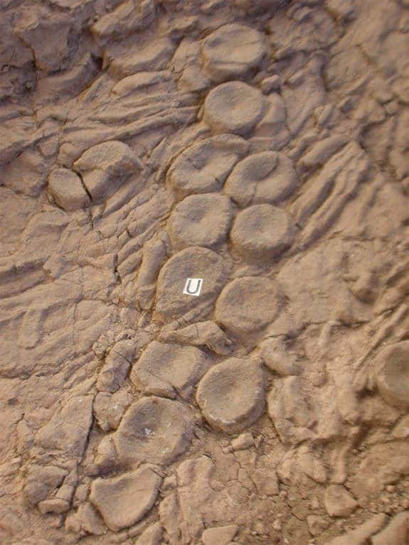 The arranged vertebrae of a fossilized ichthyosaurs resemble the pattern of suckers on a cephalopod's tentacle, evidence of a possible bad showdown with a kraken-like ancient creatures. (c)  Mark McMenamin