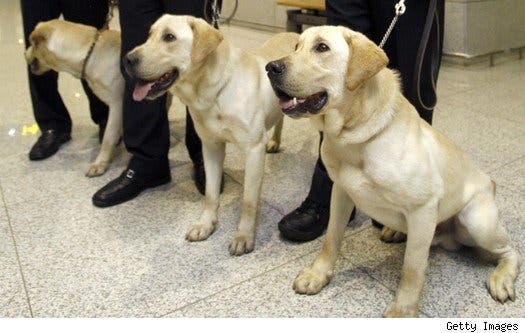 Drug sniffing dogs