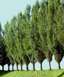 The poplar tree.