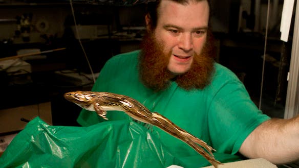 Front of Henry Astley, one of the two researchers involved in the study of frog tendons, and a northern leopard frog in action. (c) Mike Cohea/Brown University.