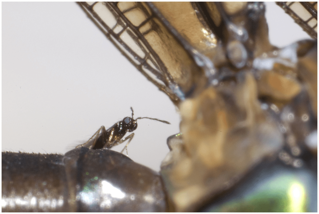 A small wasp sits on the back of a damselfy