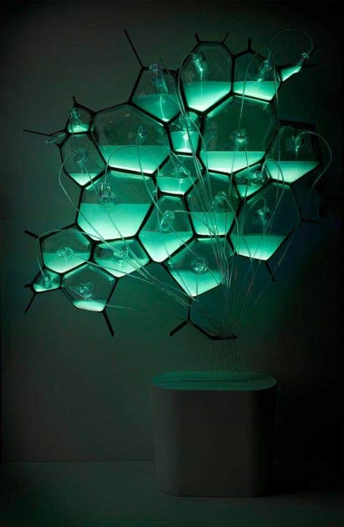 bacteria bio-design light