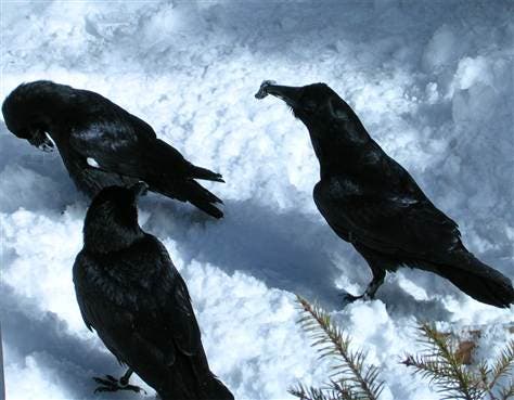 A male raven showing off an object in his beak to his peers. 