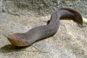 African lungfish  