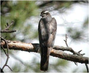 northern goshawk