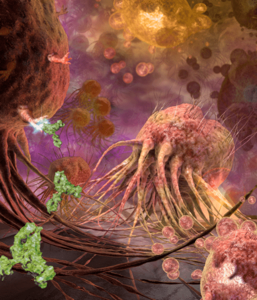 This illustration shows tumor death-cell receptors on breast cancer cell surfaces targeted by the monoclonal antibody TRA-8, which was developed at the University of Alabama, Birmingham School of Medicine.