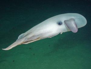 dumbo octopus