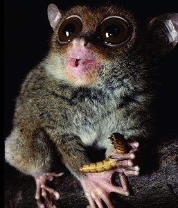 The Philippine tarsier has the highest-pitch vocal abilities out of all the primates in the world. Here it is pictured holding his favorite snack. (c) David Haring 