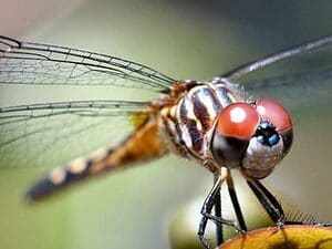 The dragonfly is capable of flying and hovering very precisely, even in conditions of instability like very strong winds. 