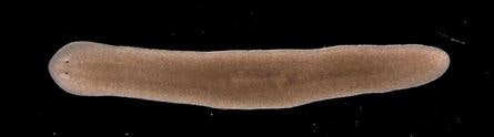 flatworm 