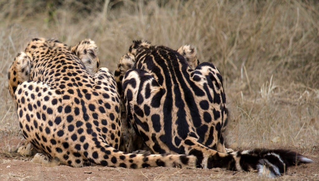 A mutation in the <em>Taqpep</em> gene changes a spotted cheetah pattern to a king cheetah pattern.