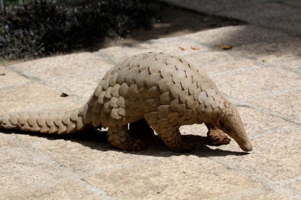 indian pangolin