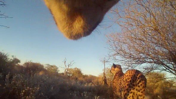 National Geographic's Criteercam has graced a few animals over the years, but this is the very first time it's been strapped to a cheetah--this guy is an older male the NatGeo team nicknamed Wilhelm. The Crittercam will take video and photo of Wilhelm's surroundings in western Botswana. Read more <a href="http://newswatch.nationalgeographic.com/2012/05/30/crittercam-used-on-cheetahs-for-the-first-time/">here</a>.