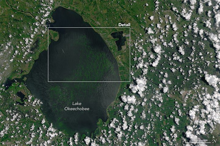 Lake Okeechobee Algal Bloom