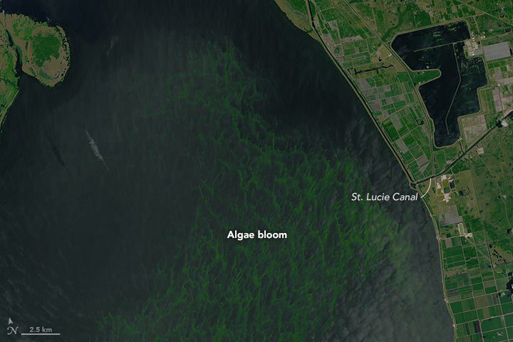 Lake Okeechobee Algal Bloom