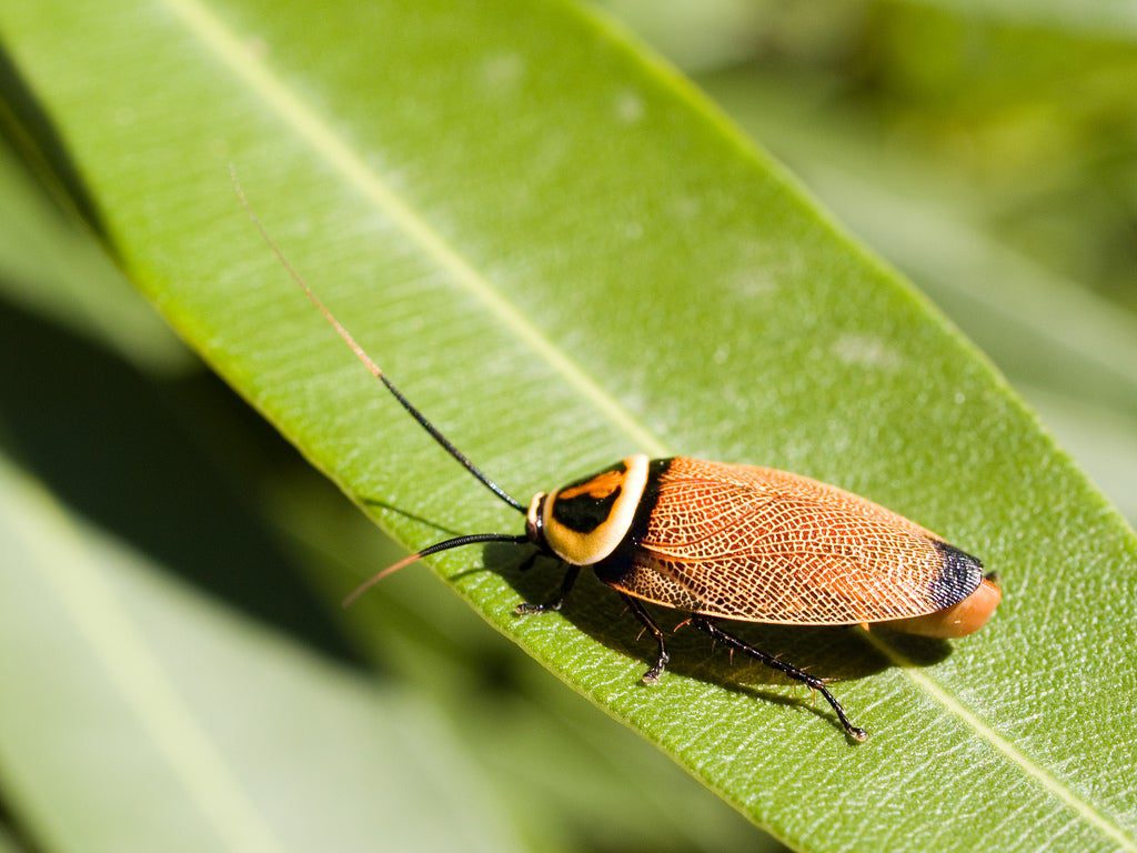 This is a bush cockroach, but the Bronx Zoo offers the gift of naming a Madagascar hissing cockroach this Valentine's Day.