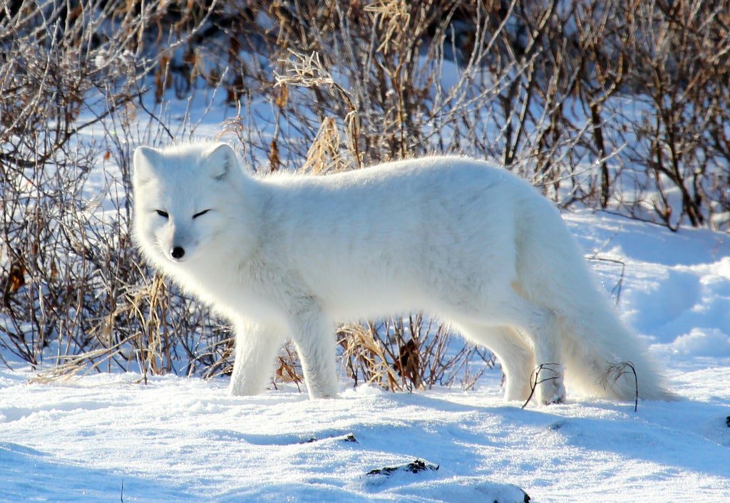 Adopt an arctic fox through the World Wildlife Foundation this Valentine's Day.