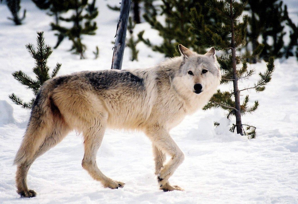 The Wolf Conservation Center aims to protect the future of wolves like this one.