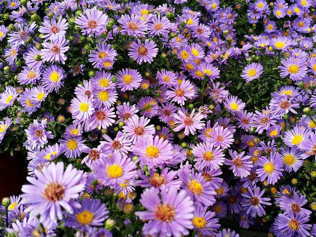 Aster flowers