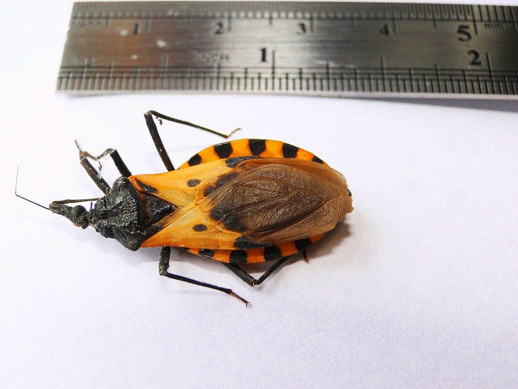 The kissing bug, the main vector of the parasite Trypanosoma cruzi, which causes Chagas disease