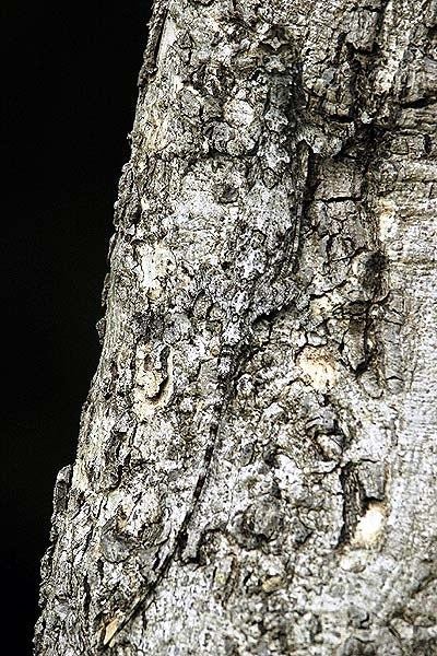 *Draco indochinensis*, a type of gliding lizard in India, showing off its background-matching skills.