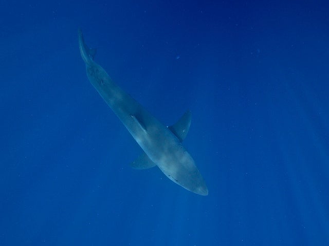 great white shark