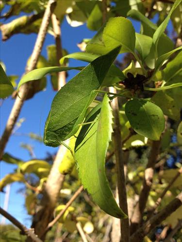 katydid