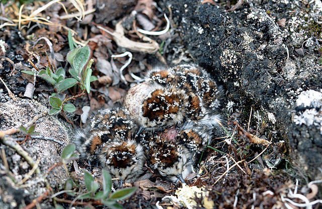 sandpiper chicks