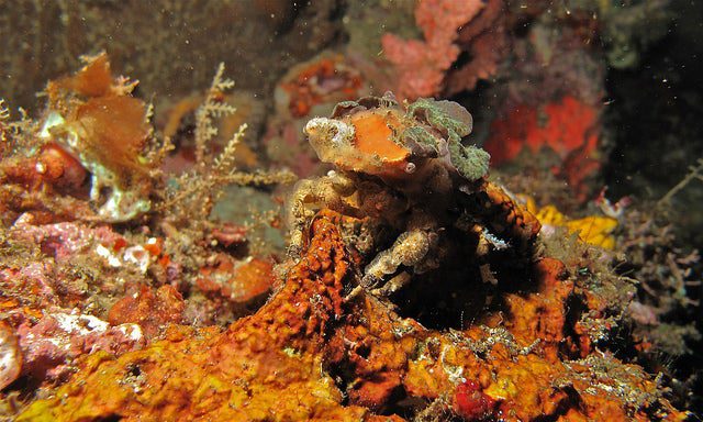 decorator crab