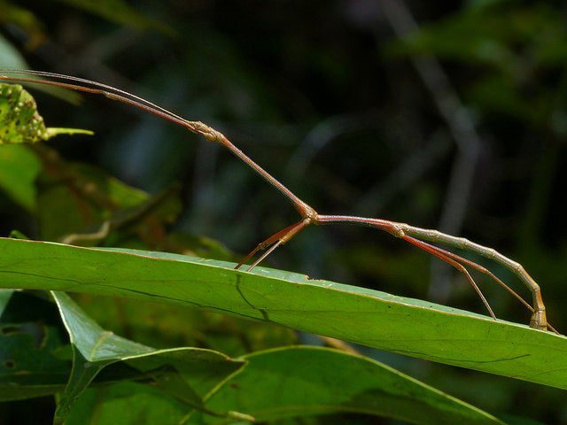 stick insect