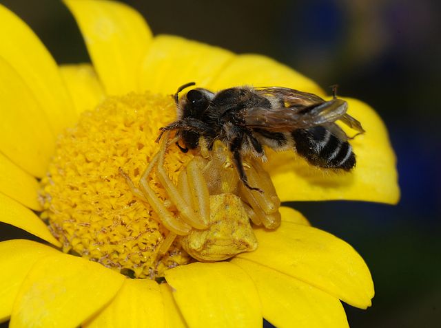 crab spider