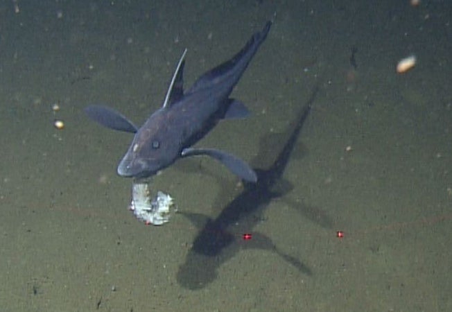 a ratfish holding a tentacle