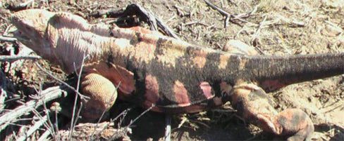 Rare, Storied Pink Iguana Discovered