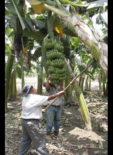 banana tree