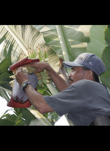 banana tree