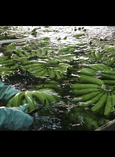 supermarket-bound bananas are cut into smaller bunches and washed to remove dirt and pesticides