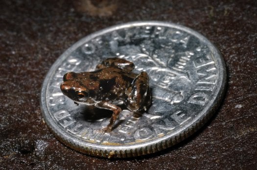 A native of New Guinea, the newly-discovered <em>Paedophryne amauensis</em> frog has been crowned the smallest known vertebrate in the world. It's sitting on a dime there. A dime. Read more about the frog (and listen to its adorable tiny squeaks) <a href="https://www.popsci.com/science/article/2012-01/new-species-puny-frog-worlds-smallest-vertebrate-animal/">here</a>.