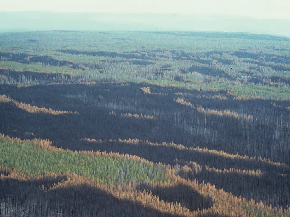 burned and unburned trees