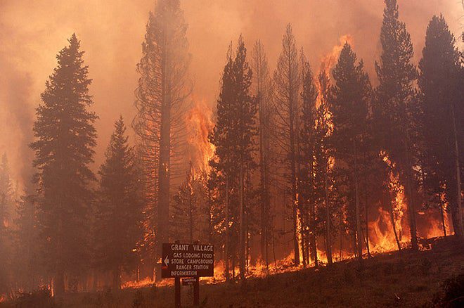 Crown fire at Grant Village