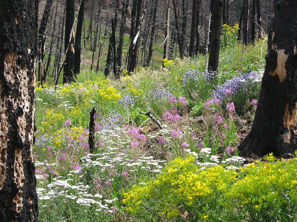 Yellowstone wildflowers