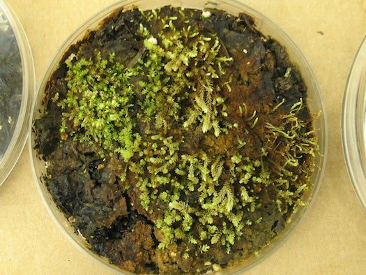 400-Year-Old Mosses Revived In Lab