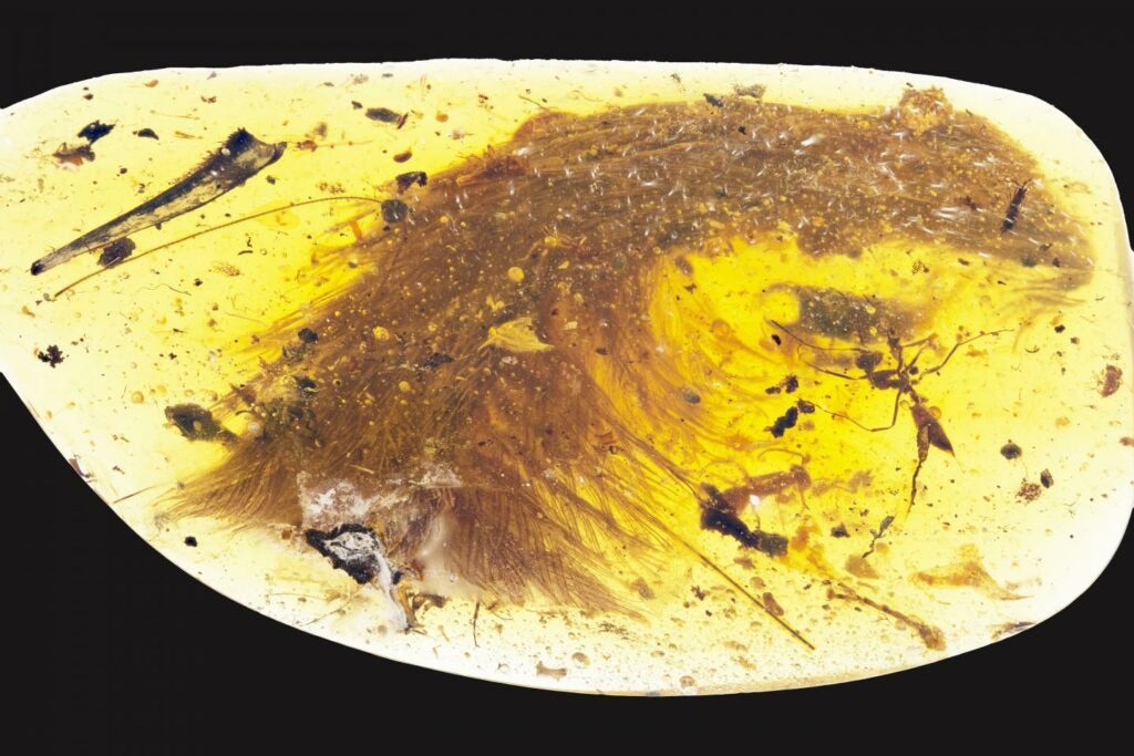 feathered dinosaur tail in amber