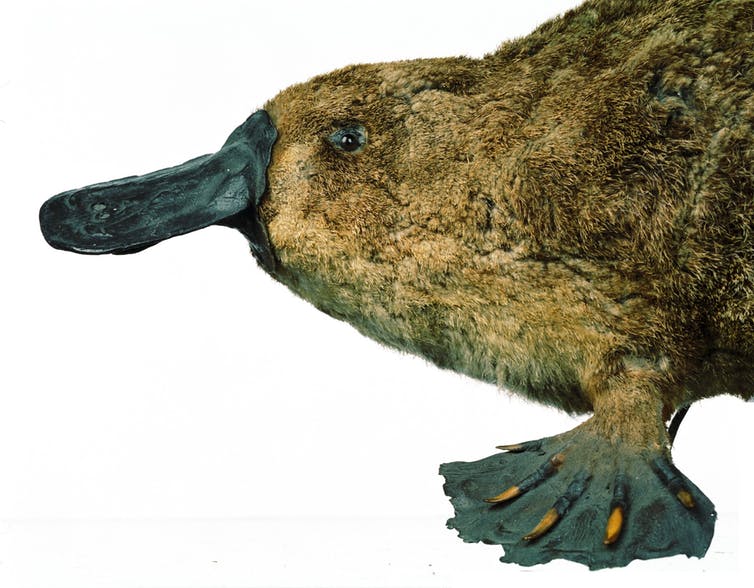 Platypus