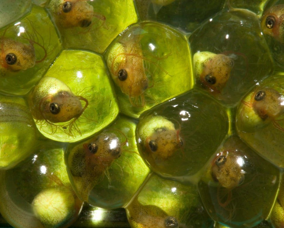 Five-day-old tree frog embryos