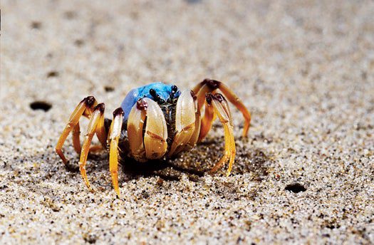 Soldier crabs live in flat lagoons and often move as a swarm, a trait that scientists have used to perform calculations.