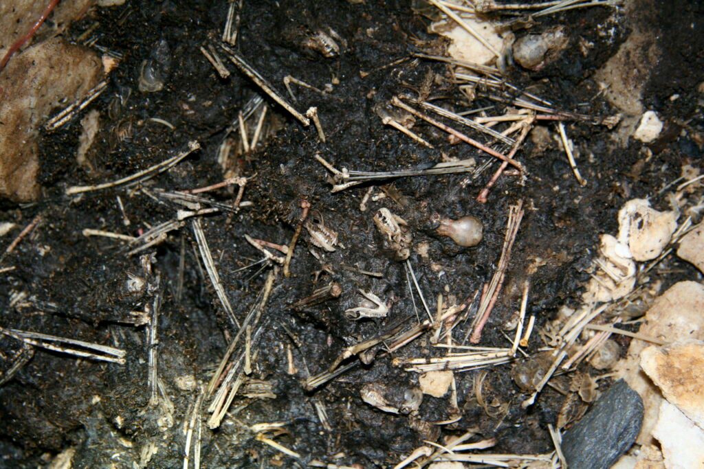 Skulls, bones and decomposed little brown bat carcasses cover a cave floor after multiple years of white-nose syndrome infection.