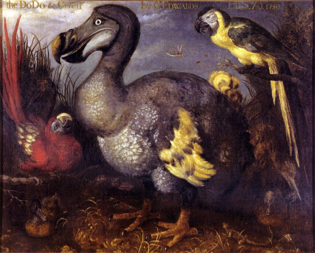 One of the most famous images of a dodo. It was a painting of one owned by George Edwards, a famous ornithologist.