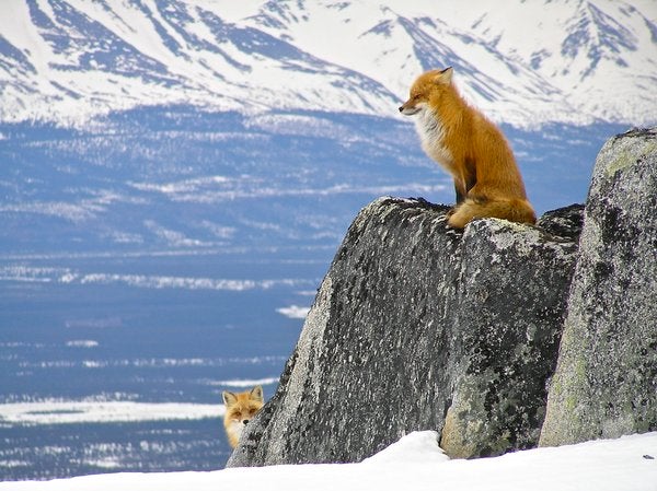 The US Department of Interior <a href="https://twitter.com/Interior/status/694918543905812481">shared</a> this photo of two foxes at Lake Clark National Park and Preserve in Alaska.