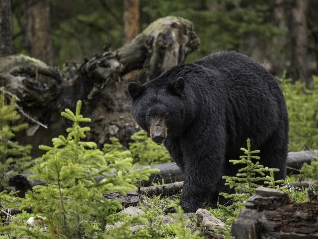 A black bear in the woods.