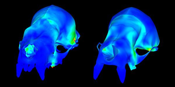 This depicts a finite element analysis of the skull of a bat called Carollia perspicillata (left) and the engineering model of the same bat. FEM is an engineering technique developed to study how a system will respond to structural stress, and now it's being used to study skull evolution.